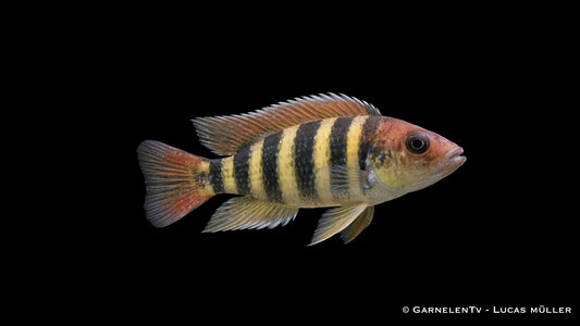 Nyereri Maulbrüter - Haplochromis nyereri red head
