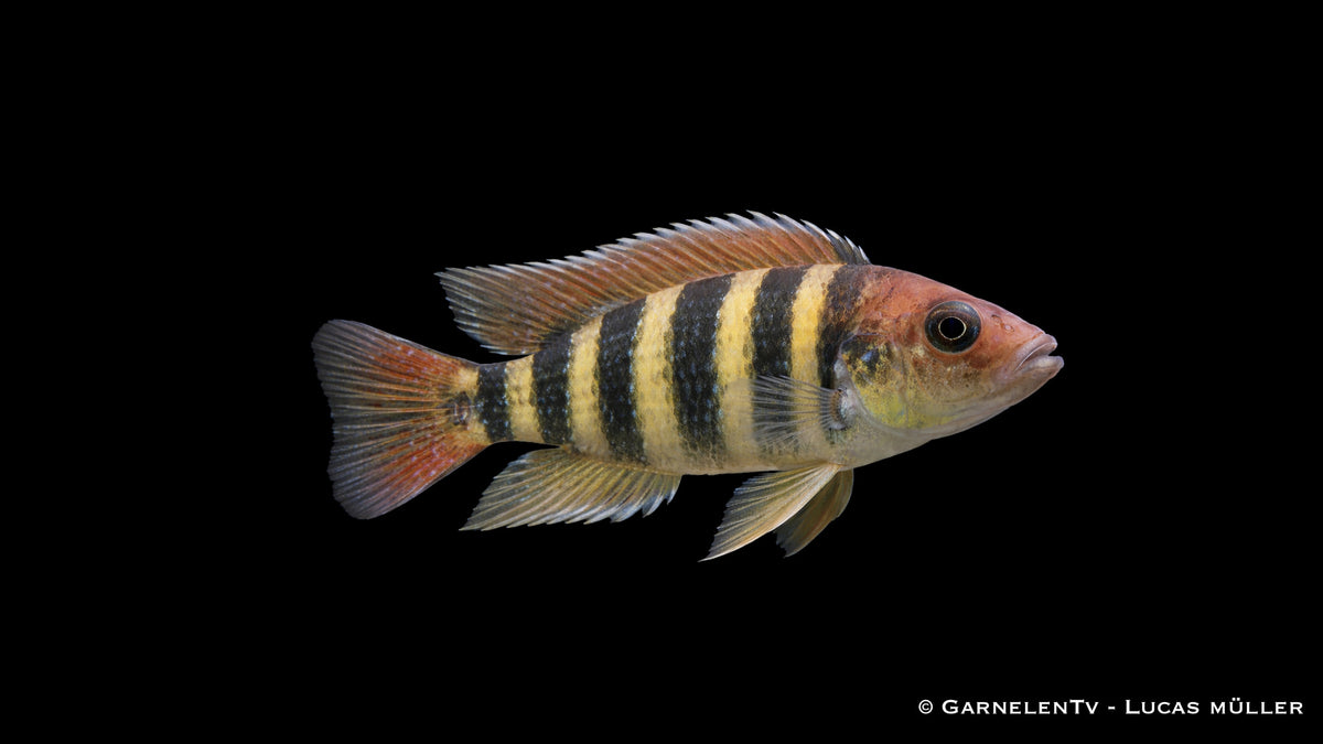 Nyereri Maulbrüter - Haplochromis nyereri red head