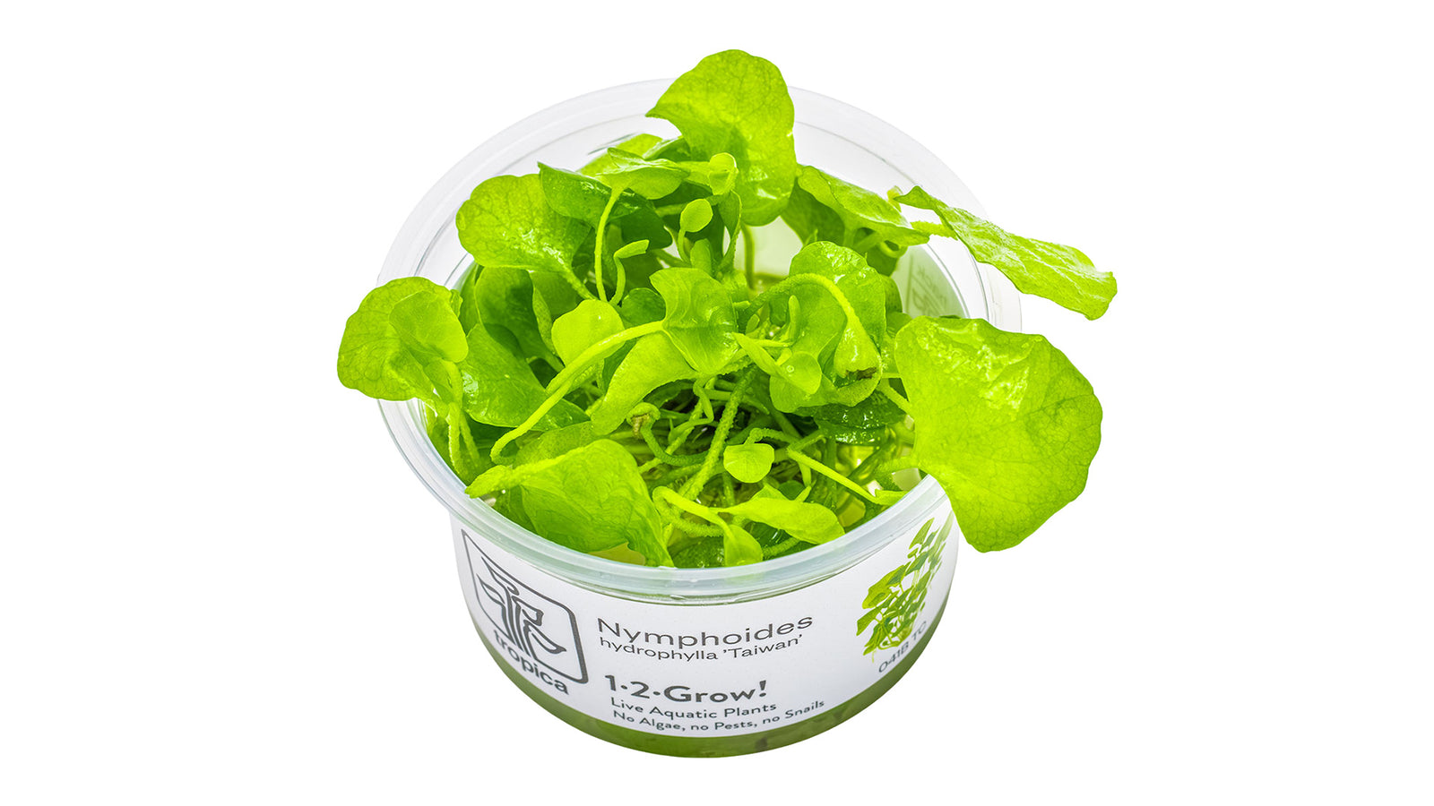 Nymphoides hydrophylla 'Taiwan' InVitro pflanze