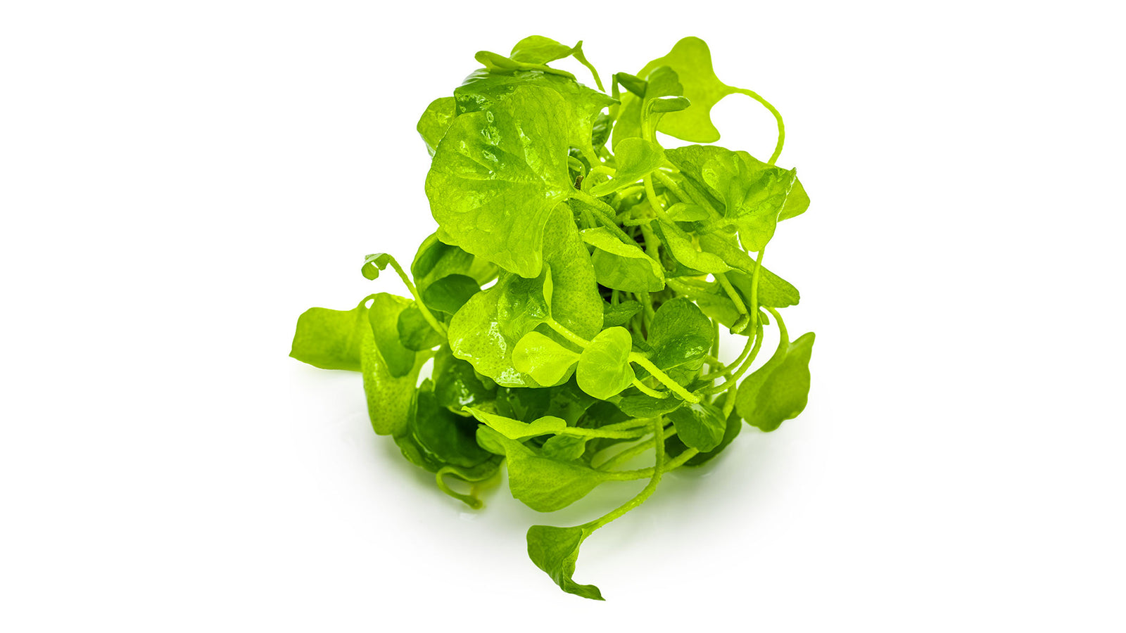 Nymphoides hydrophylla 'Taiwan' InVitro pflanze