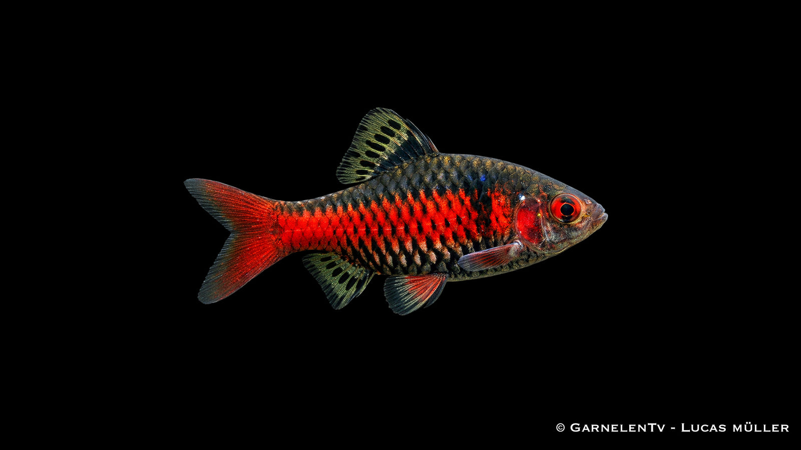 Odessabarbe im Aquarium mit kontrastreichem rotem Seitenstreifen, aktive Schwarmbewegung und klare Körperzeichnung in hochwertiger Darstellung