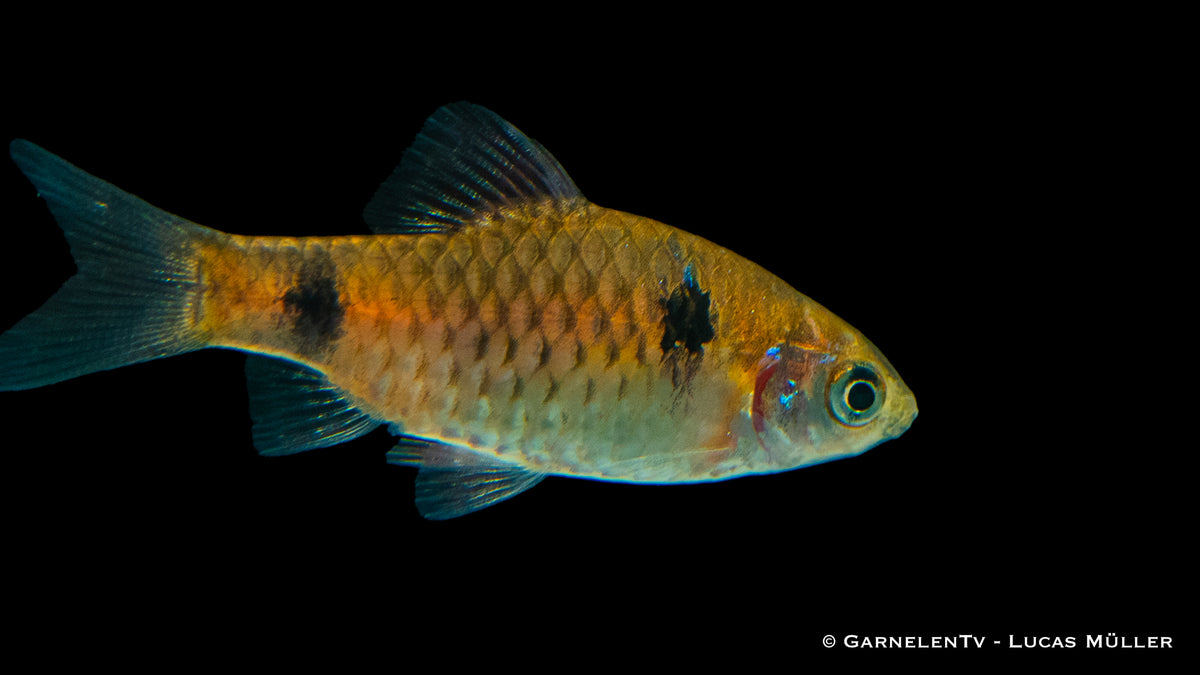 Odessabarbe in einem bepflanzten Aquarium