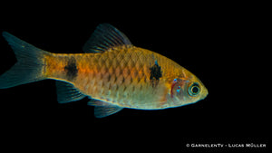 Odessabarbe in einem bepflanzten Aquarium