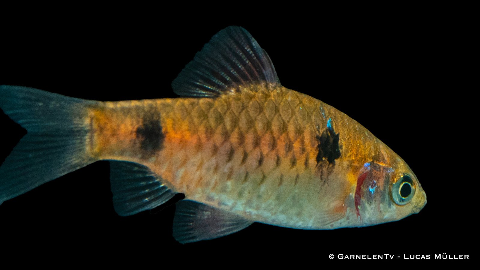 Odessabarbe schwimmend im Aquarium