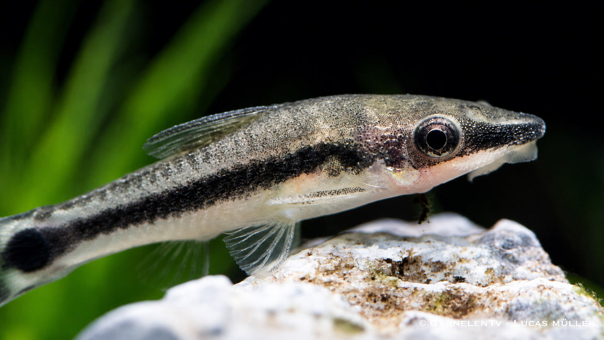 Friedlicher Otocinclus in Süßwasseraquarium