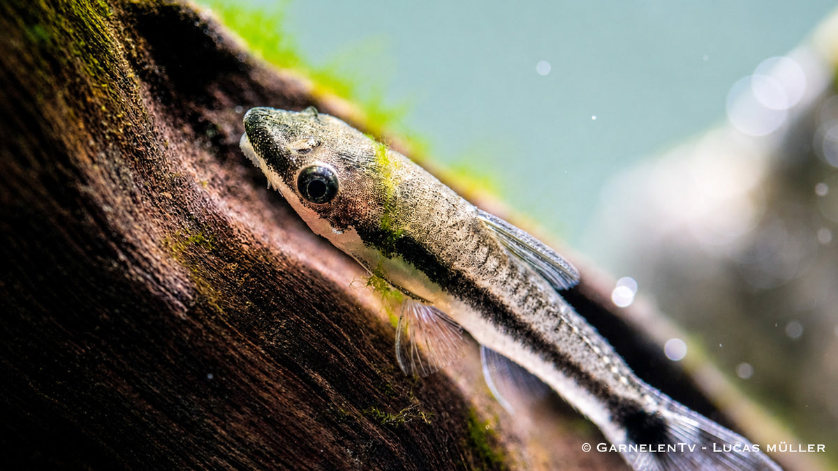 Otocinclus Otocinclus Welsarten am Holz säubern