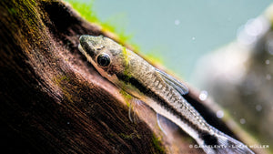 Otocinclus Otocinclus Welsarten am Holz säubern
