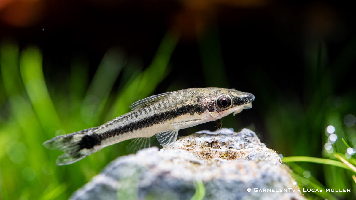 Ohrgitter Harnischwels Otocinclus im Aquarium