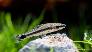 Ohrgitter Harnischwels Otocinclus im Aquarium