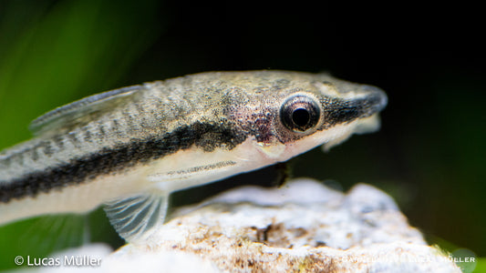 Ohrgitter Harnischwels Otocinclus im Aquarium