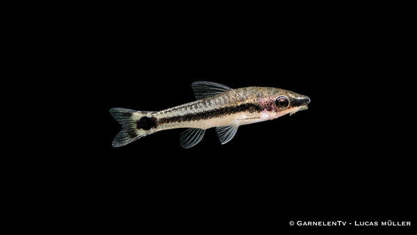 25x Ohrgitter Harnischwels - Otocinclus affinis
