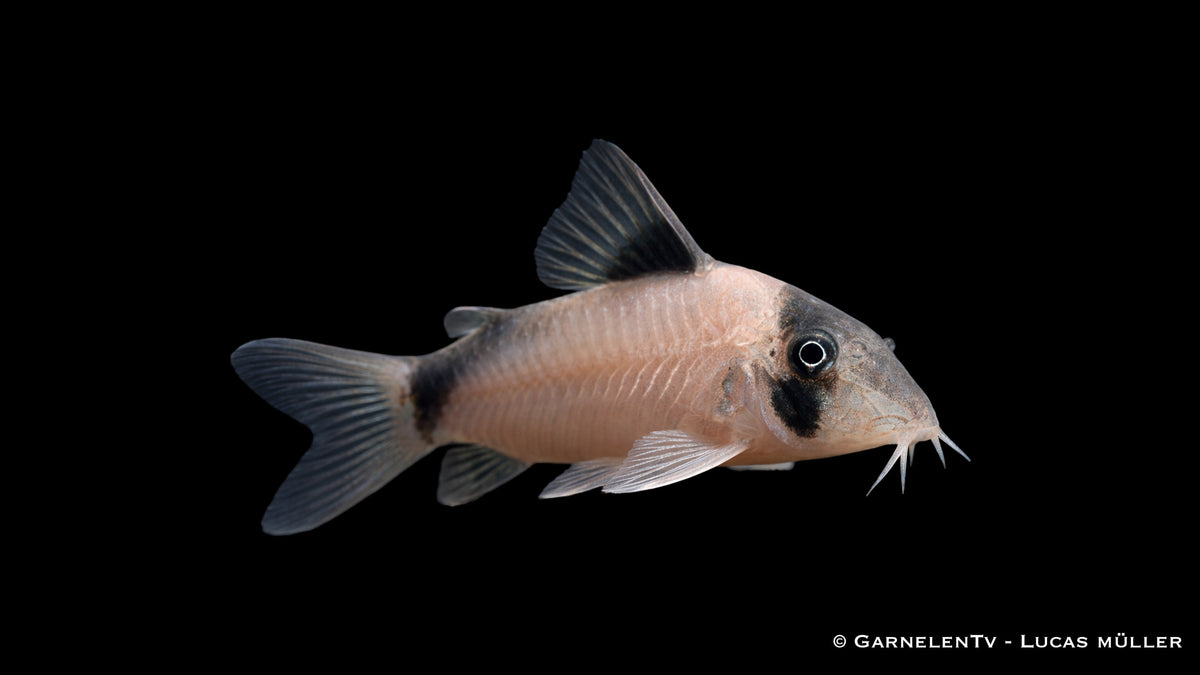Olga Panzerwels - Corydoras simulatus seitlich