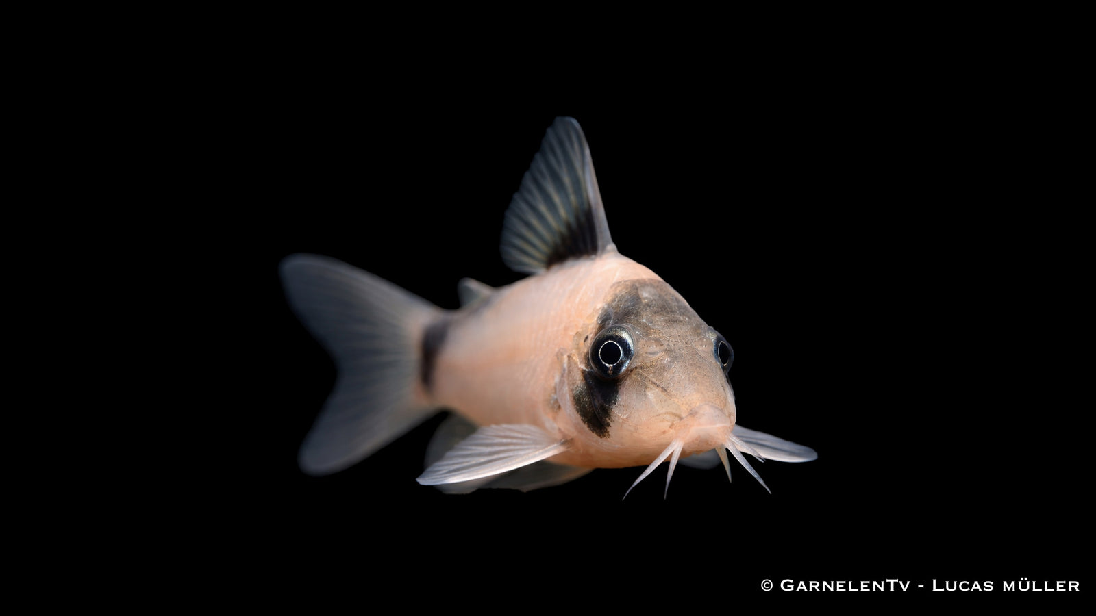 Olga Panzerwels - Corydoras simulatus im Aquarium