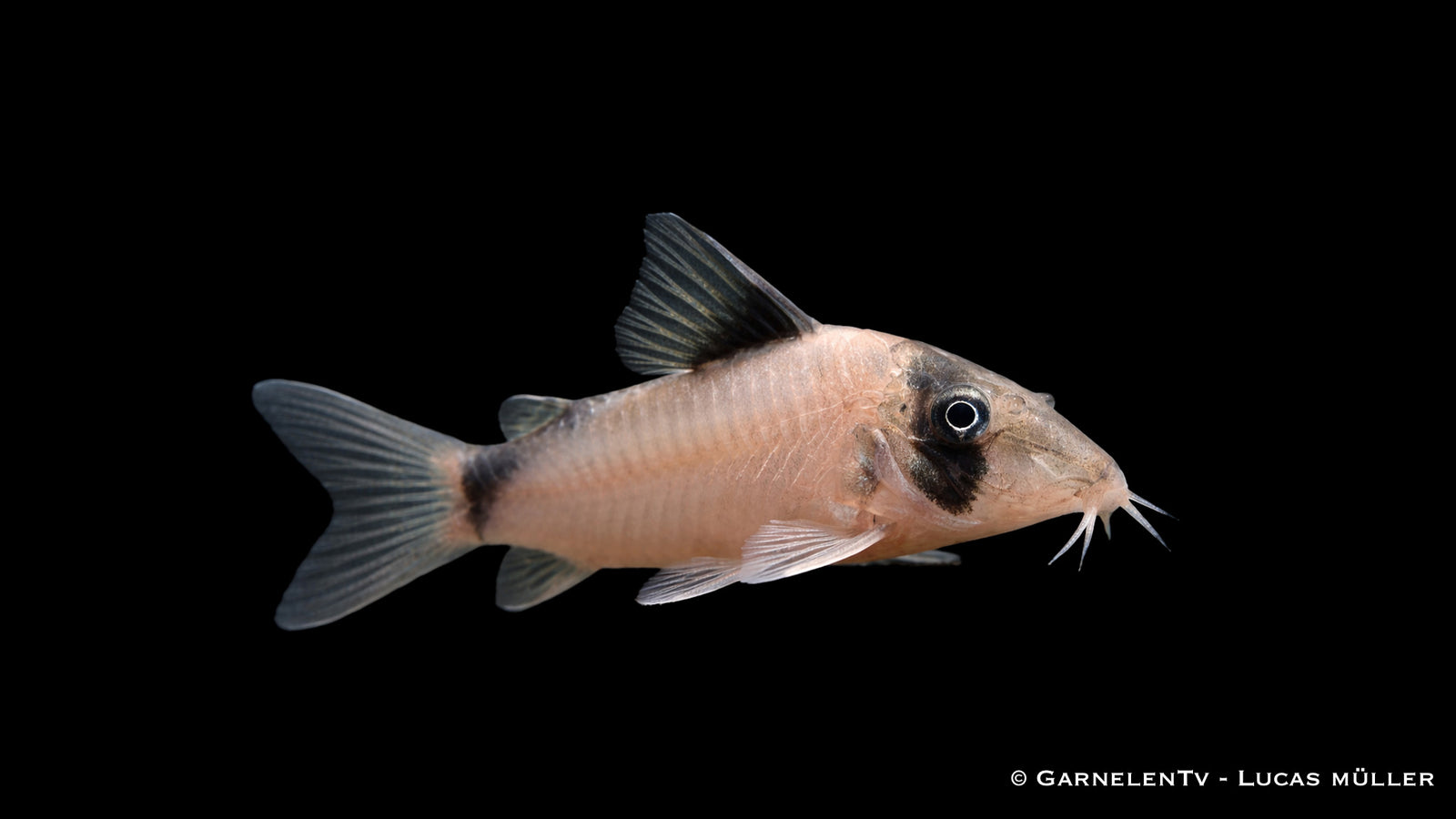 Olga Panzerwels - Corydoras simulatus im Aquarium