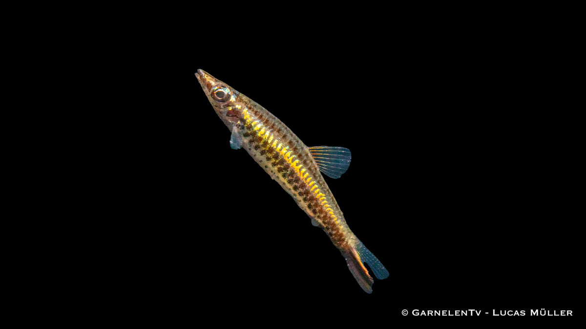 One-Stripe Pencilfish swimming in a tank