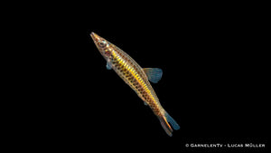 One-Stripe Pencilfish swimming in a tank