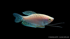 Opal-Fadenfisch in a freshwater tank
