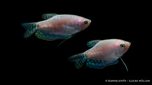 Opal Fadenfisch (Trichogaster trichopterus) in natural habitat