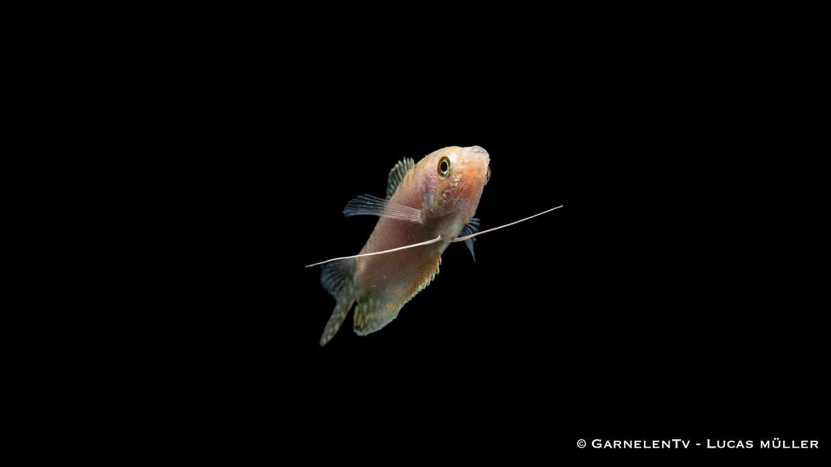 Opal Fadenfisch swimming with other aquarium fish