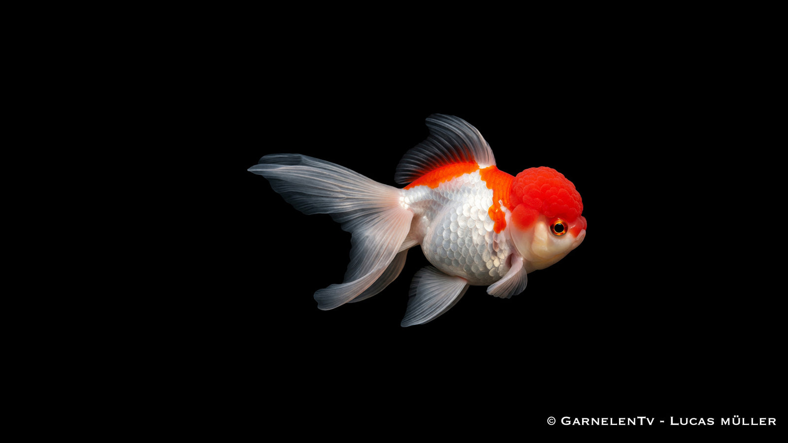 Oranda Carassius auratus auratus Ziergoldfisch mit Kopfwuchs