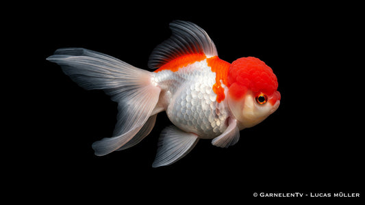 Oranda Goldfisch mit ausgeprägtem Kopfwuchs und Doppelschwanz im ruhigen Aquarium
