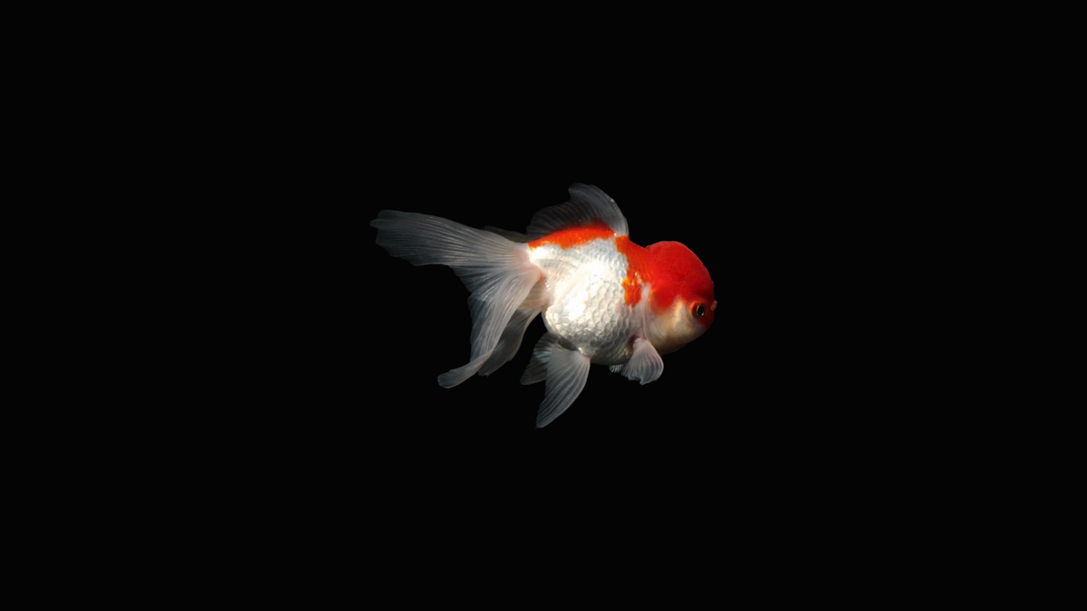 Oranda - Carassius auratus auratus (4-6cm)