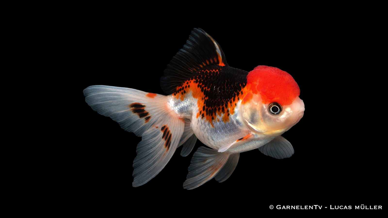 Oranda Panda Tricolor Carassius auratus auratus Ziergoldfisch mit Panda Zeichnung