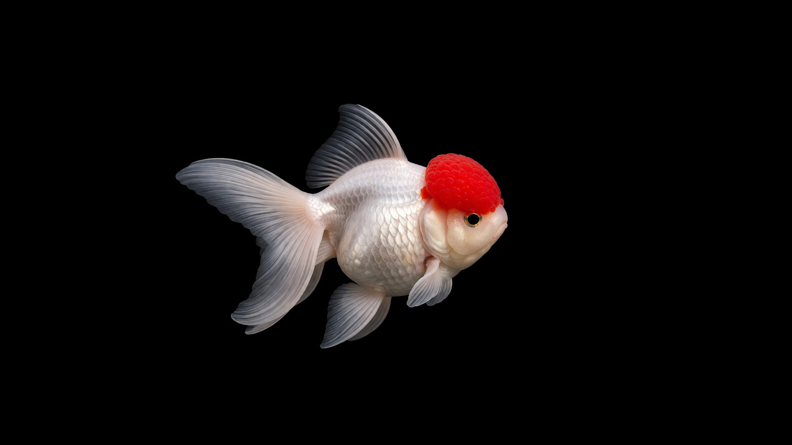 Oranda Rotkappe Carassius auratus auratus Ziergoldfisch mit roter Kappe