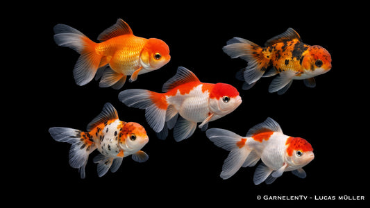 Gruppe Oranda Butterfly Goldfische mit ausladender Doppelschwanzflosse im ruhigen Aquarium