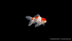 Gruppe Oranda Butterfly Mix Goldfische mit eleganter Flossenform und langsamer Schwimmbewegung
