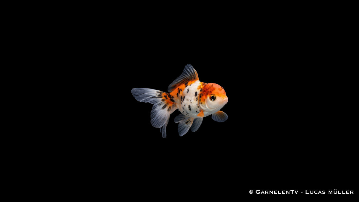 Mehrfarbiger Oranda Butterfly Goldfisch mit ausgeprägtem Kopfwuchs und breiter Schwanzform