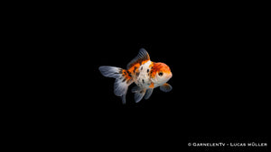 Mehrfarbiger Oranda Butterfly Goldfisch mit ausgeprägtem Kopfwuchs und breiter Schwanzform