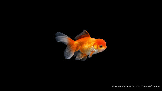 Oranda Butterfly Goldfisch mit breiter Butterfly Schwanzflosse in Draufsicht