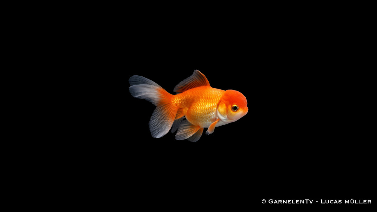 Oranda Butterfly Goldfisch mit breiter Butterfly Schwanzflosse in Draufsicht