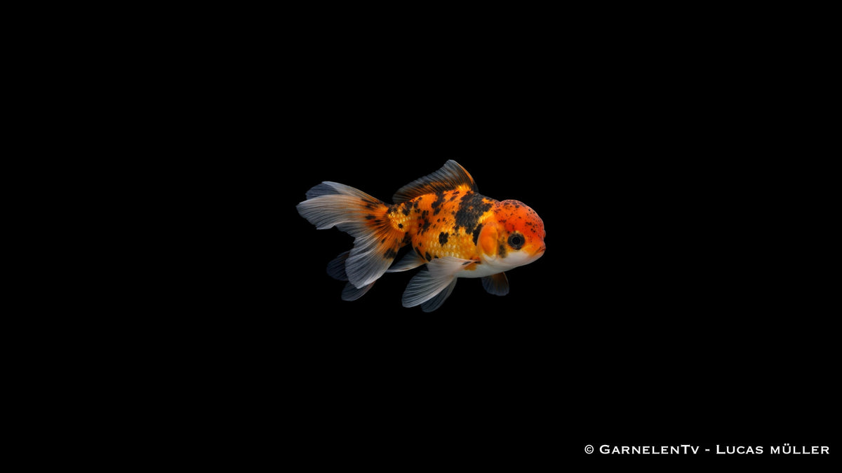 Oranda Butterfly Mix mit symmetrischer Butterfly Schwanzflosse in Draufsicht im ruhigen Aquarium