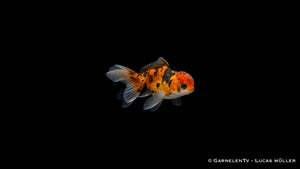 Oranda Butterfly Mix mit symmetrischer Butterfly Schwanzflosse in Draufsicht im ruhigen Aquarium