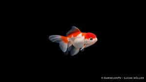 Oranda Butterfly Mix Carassius auratus mit Kopfwuchs und symmetrischer Schwanzform