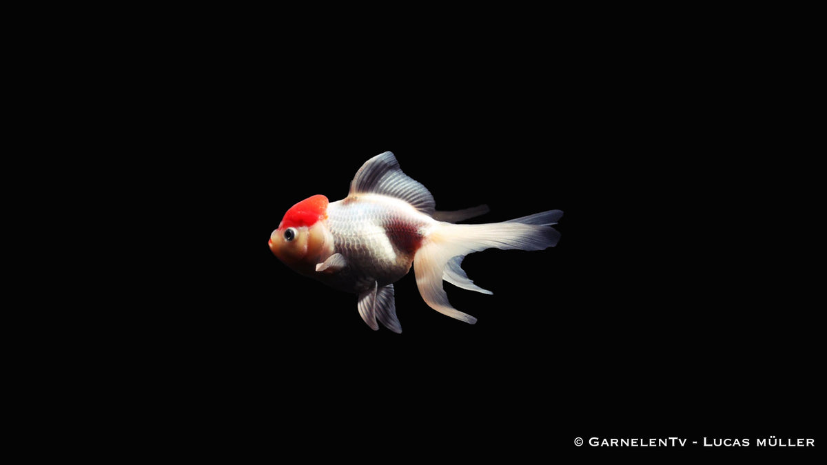 Oranda Rotkappe - Carassius auratus auratus (7-9cm)