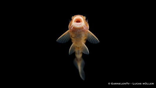 Orange Zebra Otocinclus – Otocinclus spec. Orange