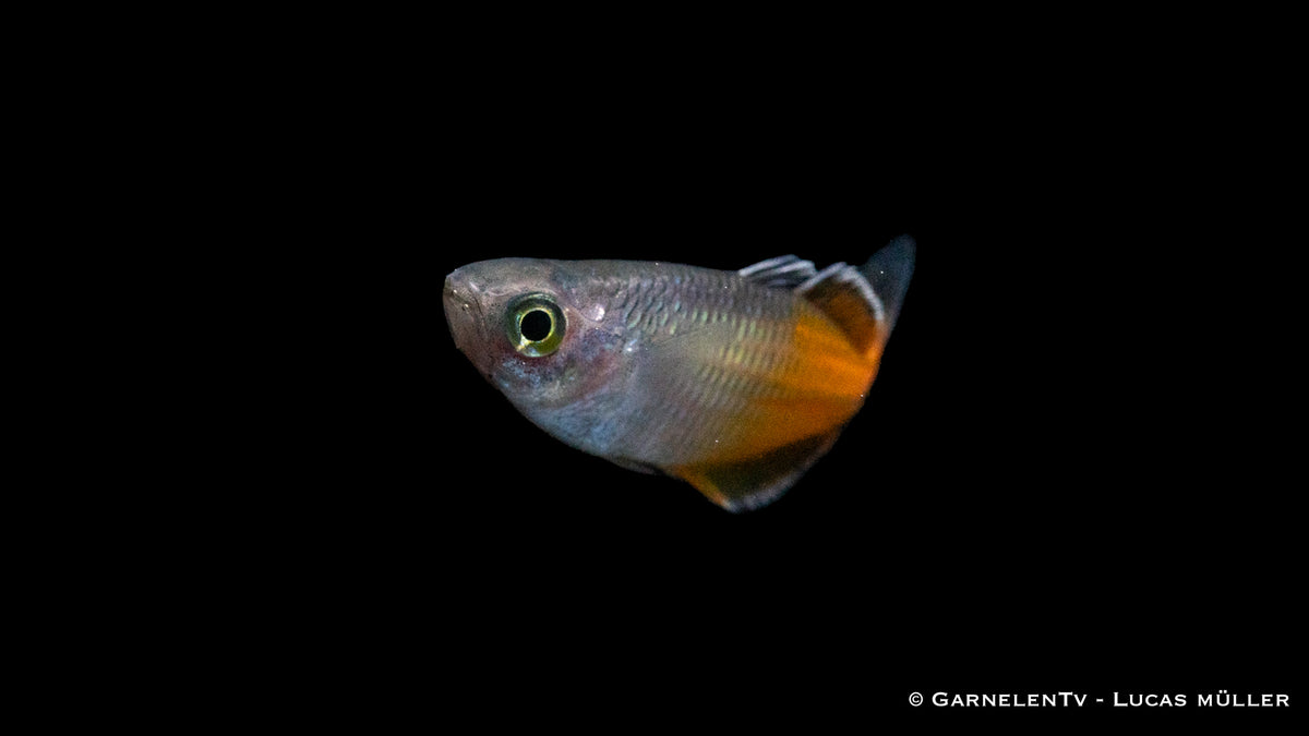 Melanotaenia boesemani in einer Gruppe von Fischen