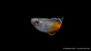 Melanotaenia boesemani in einer Gruppe von Fischen