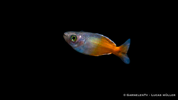 Orange Blauer Regenbogenfisch - Melanotaenia boesemani  (DNZ)