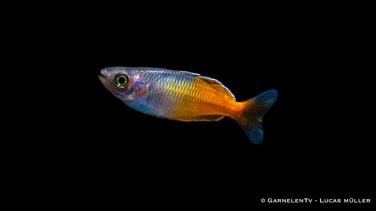 Futterempfehlung für Orange Blauer Regenbogenfisch