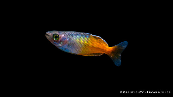 Orange Blauer Regenbogenfisch - Melanotaenia boesemani  (DNZ)