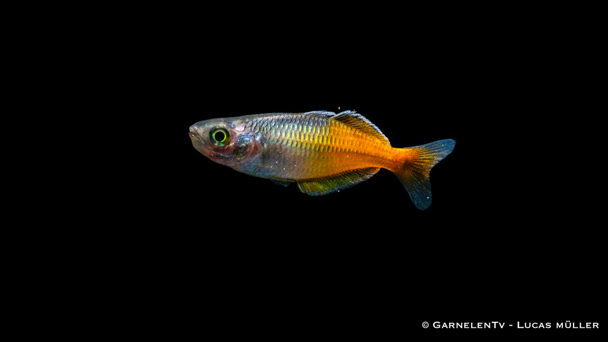Pflege des Orange Blauen Regenbogenfisches im Aquarium