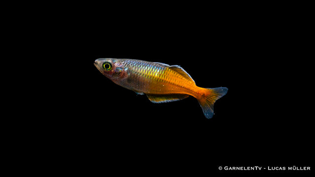 Orange Blauer Regenbogenfisch (Melanotaenia boesemani) im Aquarium