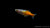 Orange Blauer Regenbogenfisch (Melanotaenia boesemani) im Aquarium