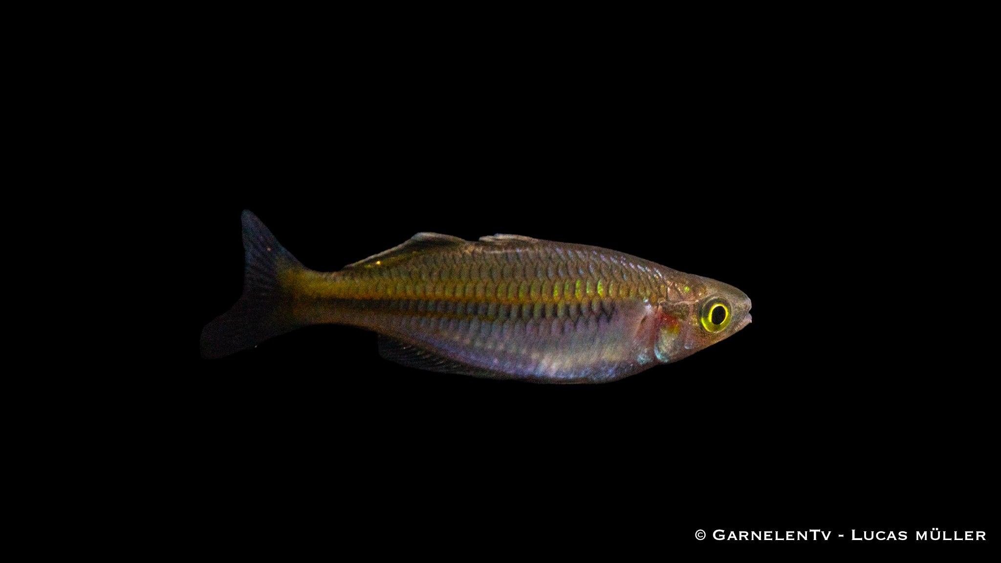 Orange Blauer Regenbogenfisch - Melanotaenia boesemani  (DNZ)