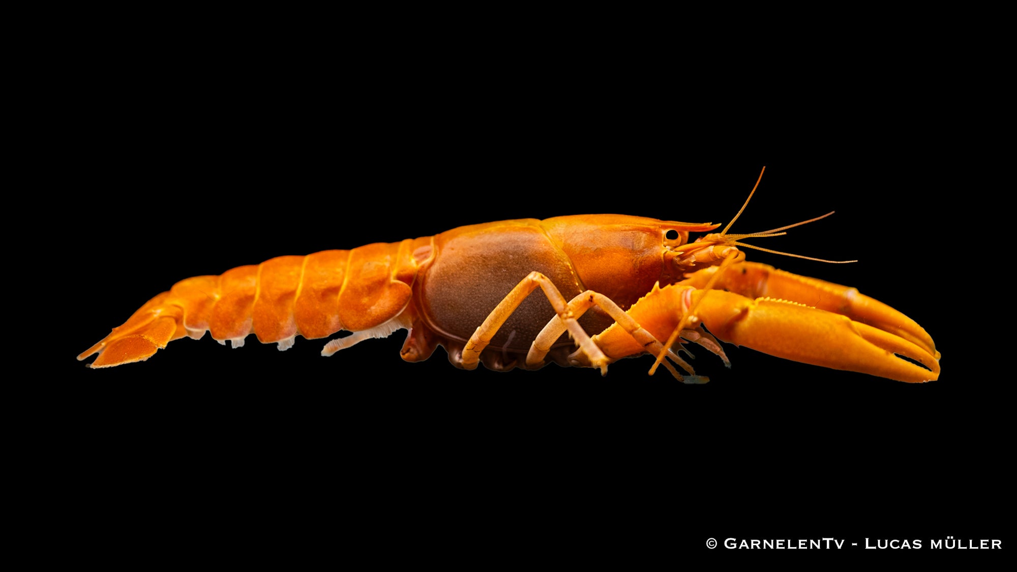 Aprikosenkrebs (Cherax holthuisi) im Aquarium mit natürlicher Umgebung