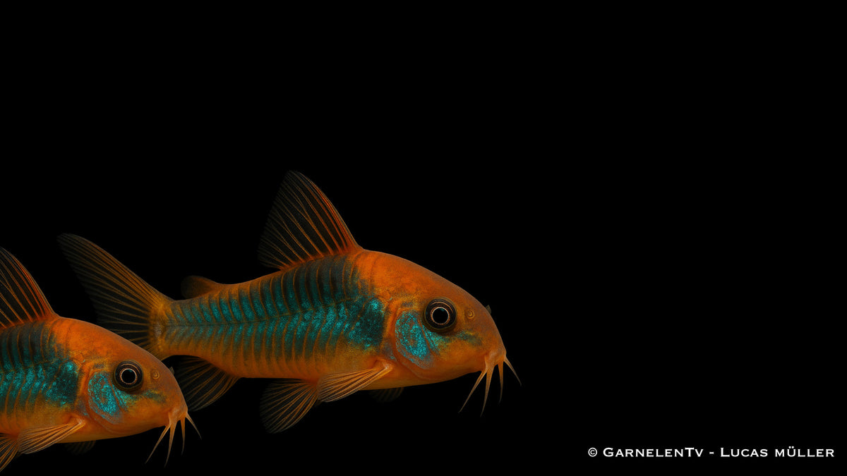 Orangener Venezuelapanzerwels - Corydoras venezuelanus orange zu zweit